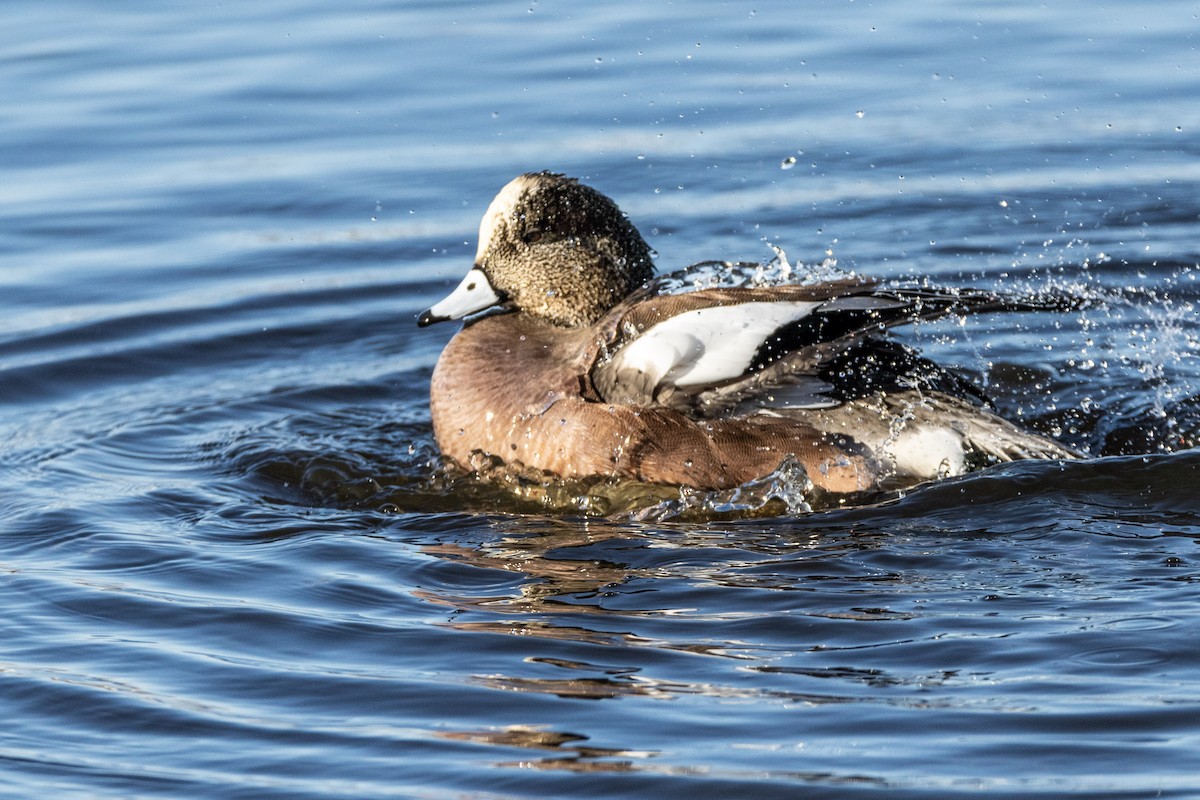 American Wigeon - Tim Ludwick