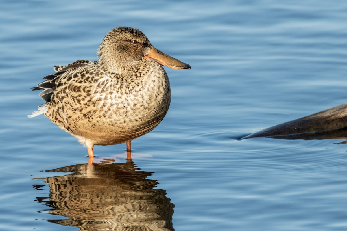 Northern Shoveler - Tim Ludwick