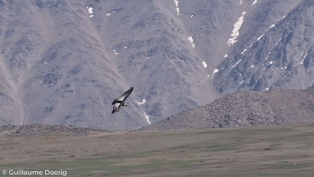 Andean Condor - ML278943081
