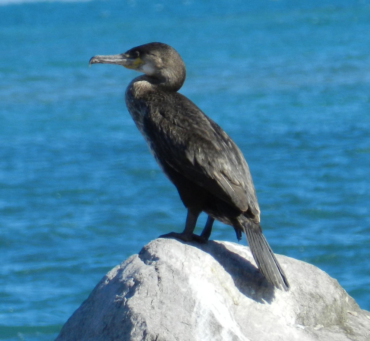 Great Cormorant - ML27894511