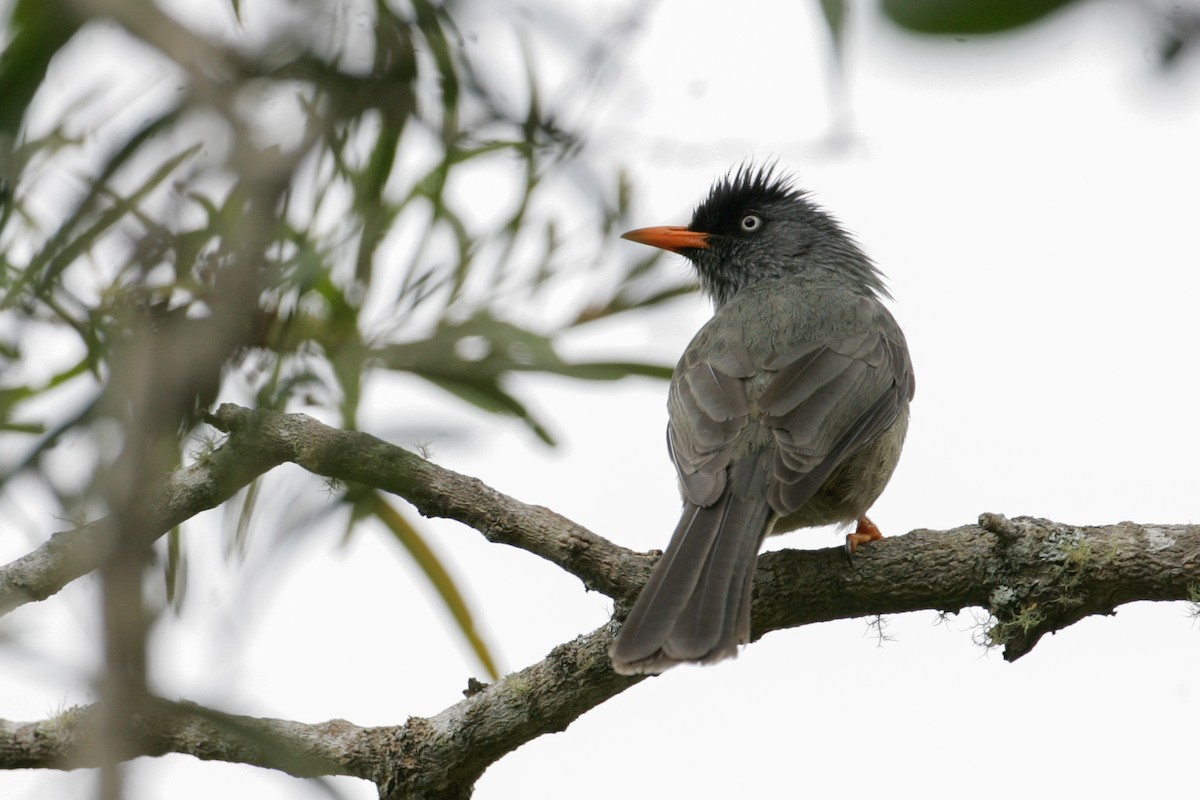 Reunion Bulbul - ML278945241