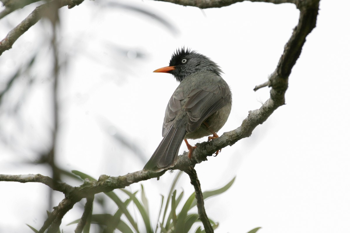 Reunion Bulbul - ML278945261