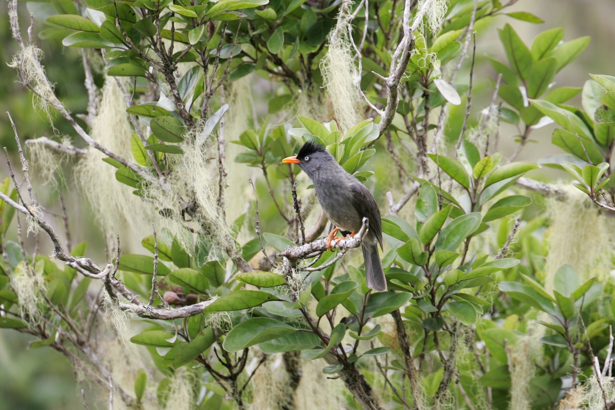 Reunion Bulbul - ML278945301