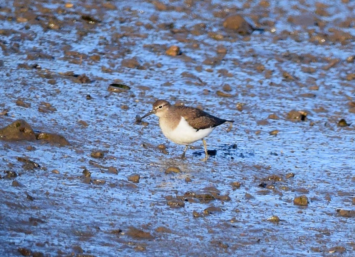 Common Sandpiper - ML278945611