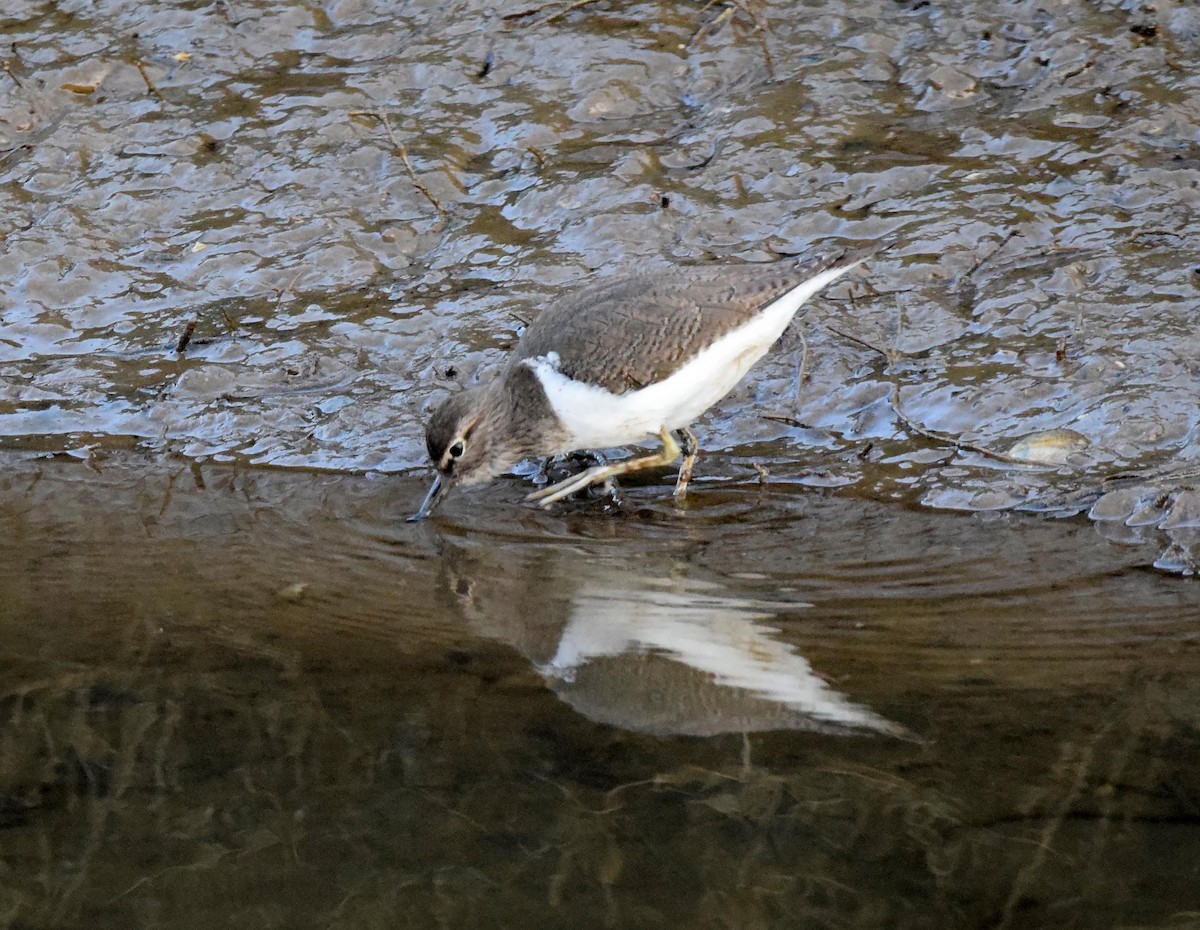 Common Sandpiper - A Emmerson