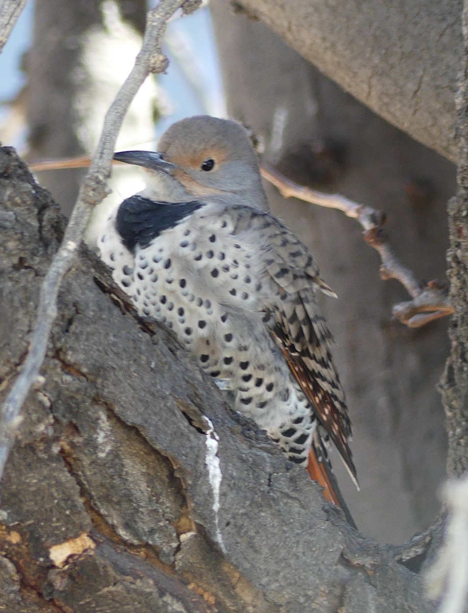 Northern Flicker (Red-shafted) - ML278946921
