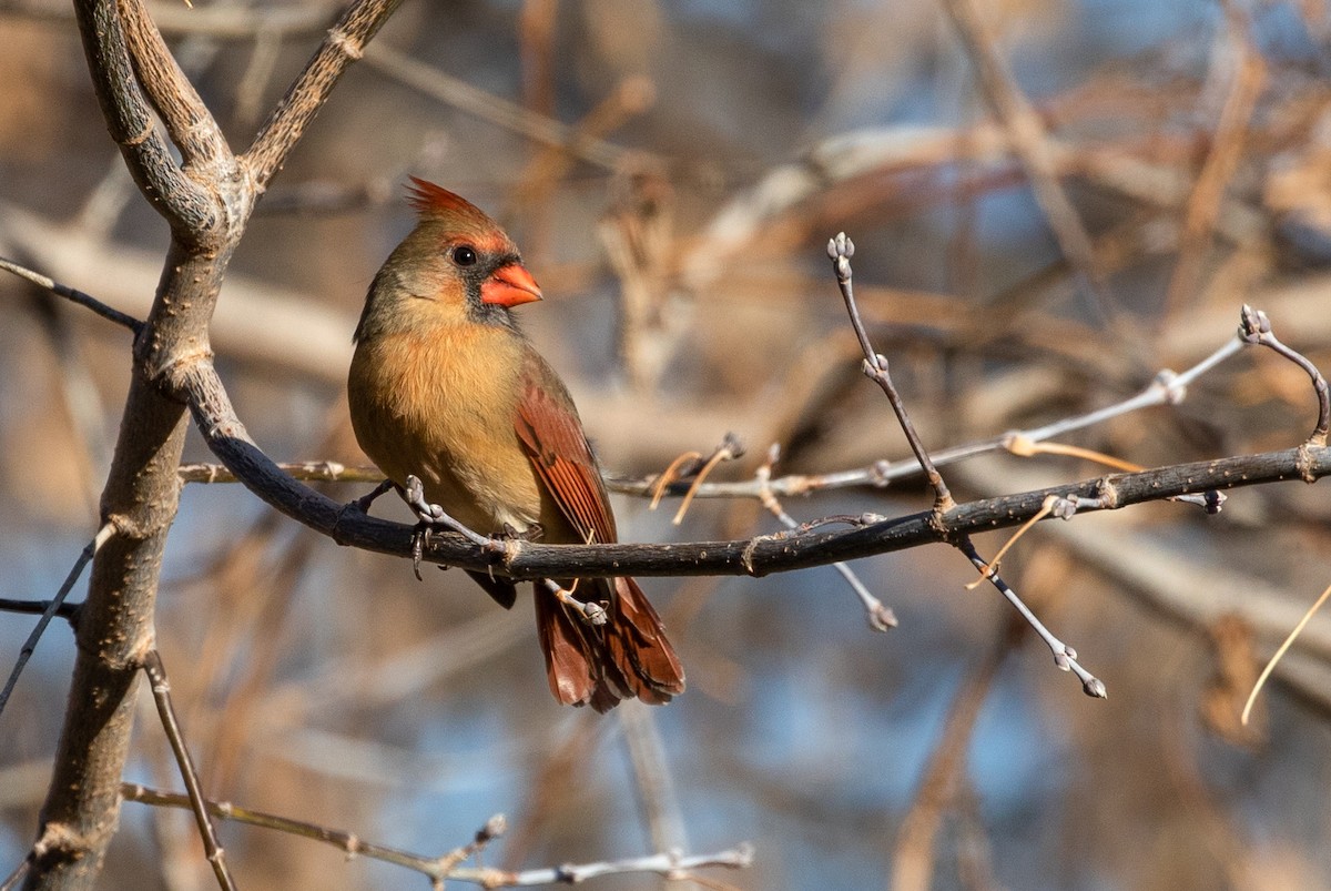 Northern Cardinal - Suzanne Labbé