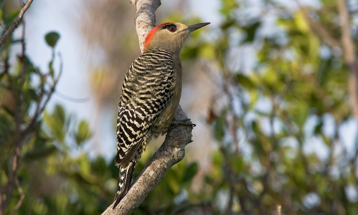 West Indian Woodpecker - Brian Sullivan