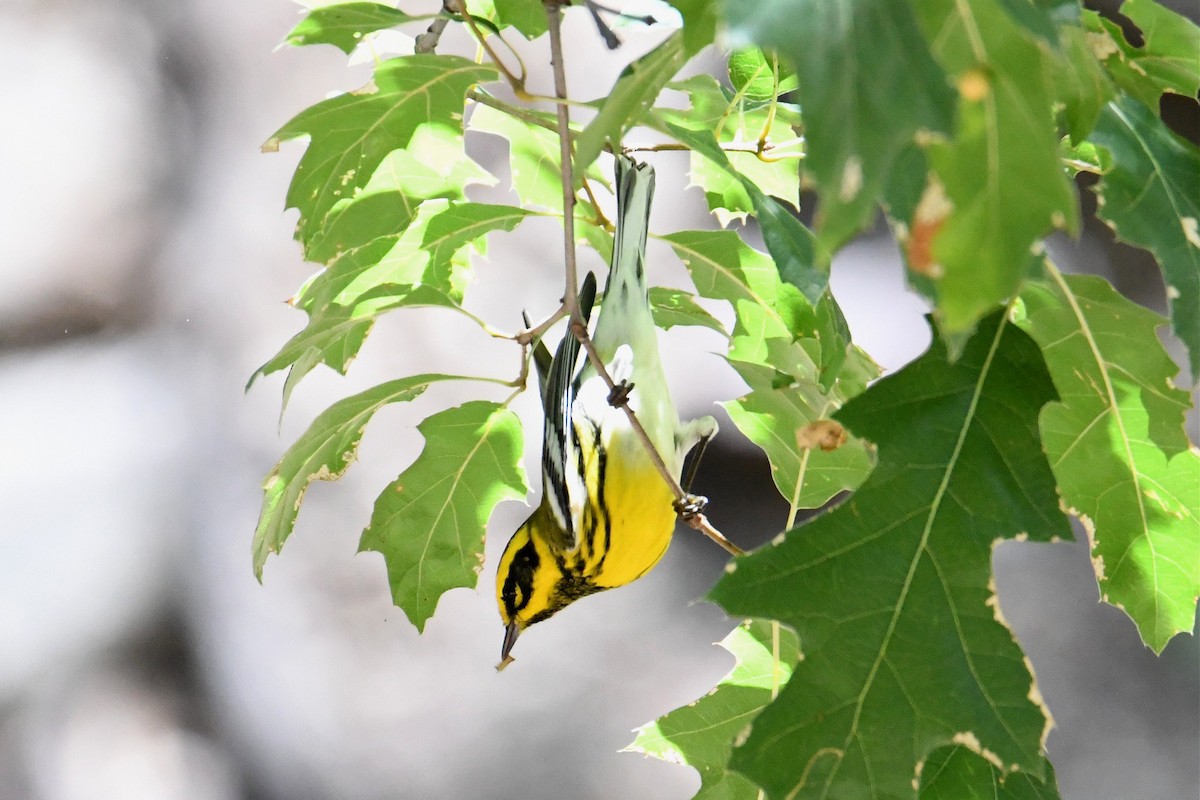 Townsend's Warbler - ML278949241