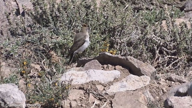 White-browed Ground-Tyrant - ML278949281