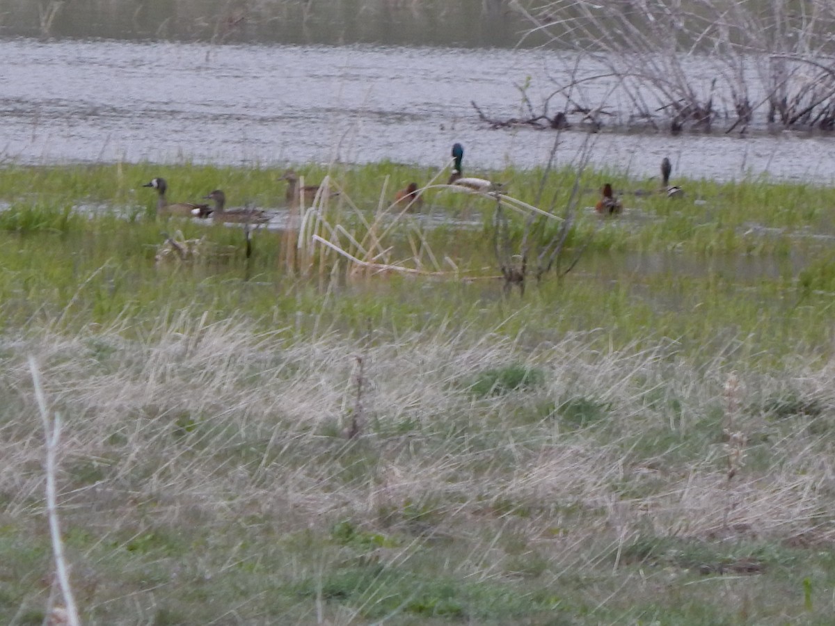 Blue-winged Teal - ML27894961