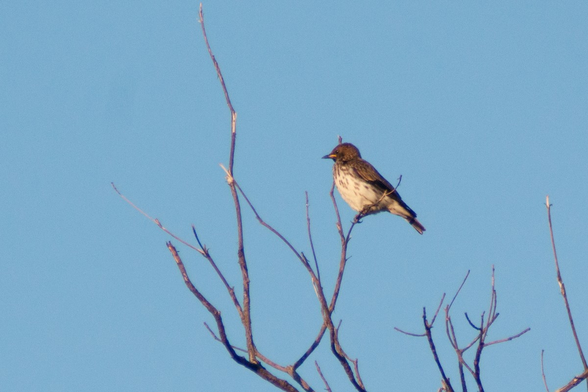 Violet-backed Starling - ML27895011