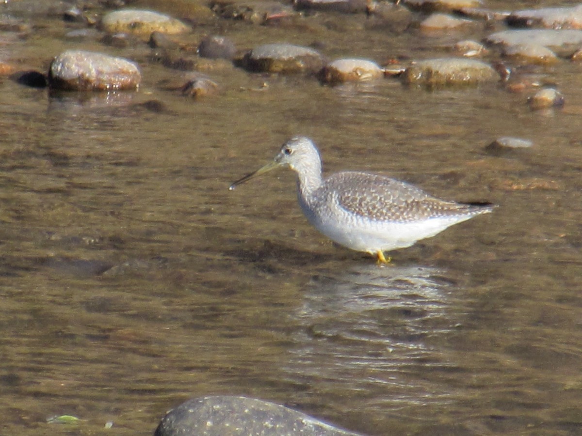 Greater Yellowlegs - ML278950491