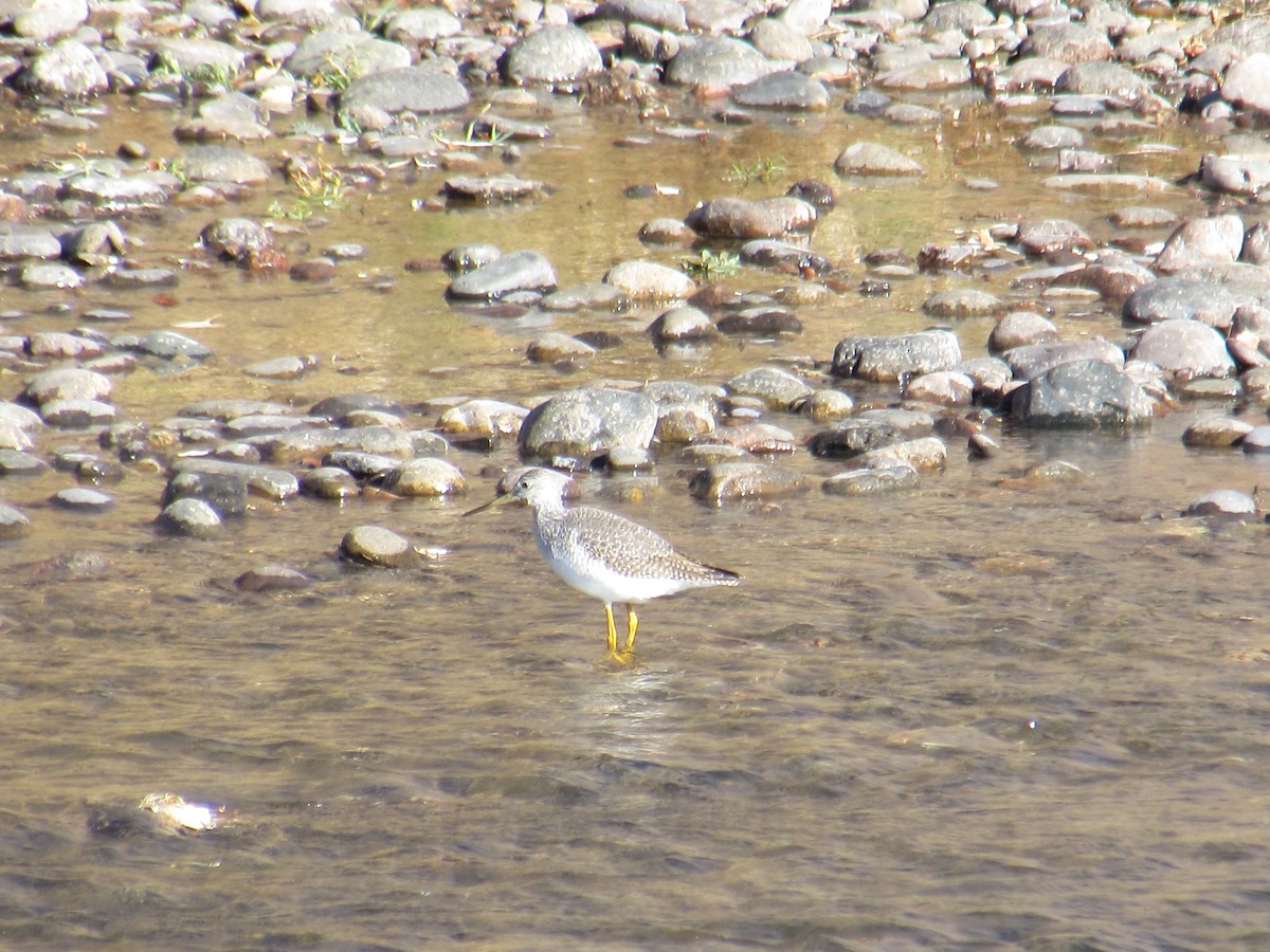 Greater Yellowlegs - ML278950541