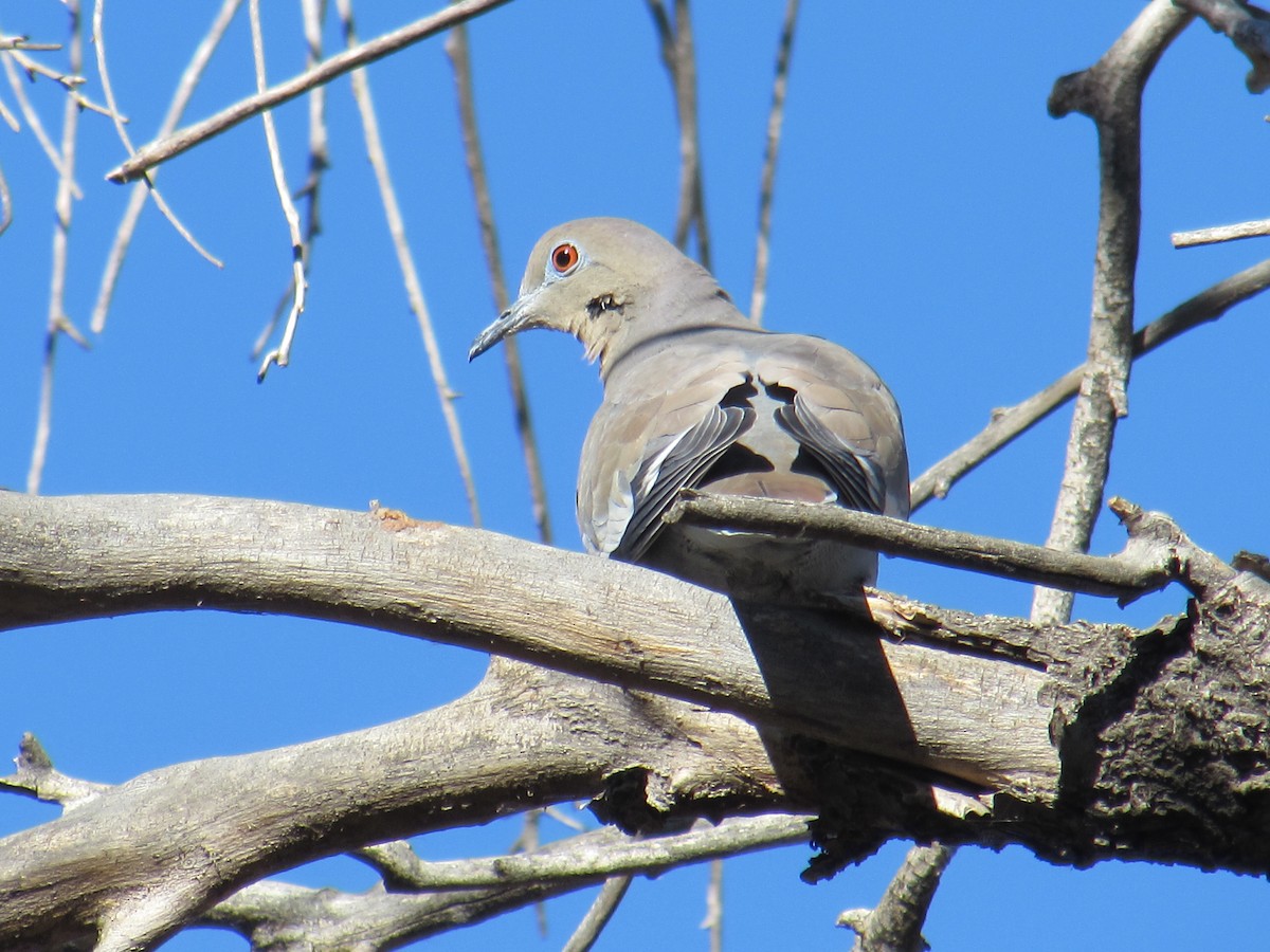 White-winged Dove - ML278950781