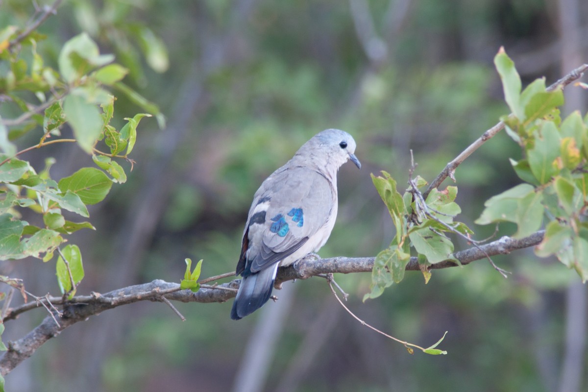 Emerald-spotted Wood-Dove - ML27895081