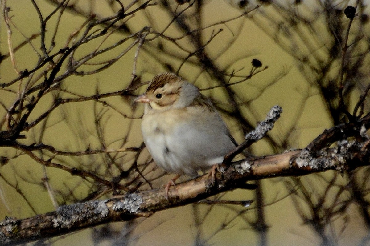 Clay-colored Sparrow - ML278950971