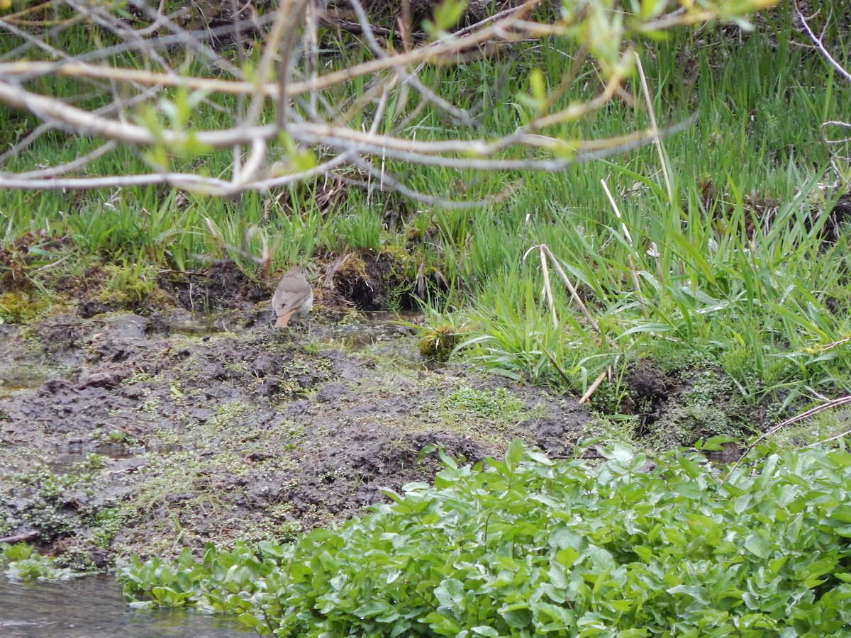 Hermit Thrush - ML27895161