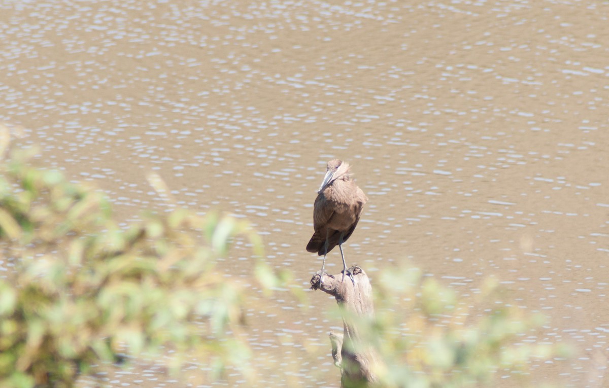 Hamerkop - ML27895201