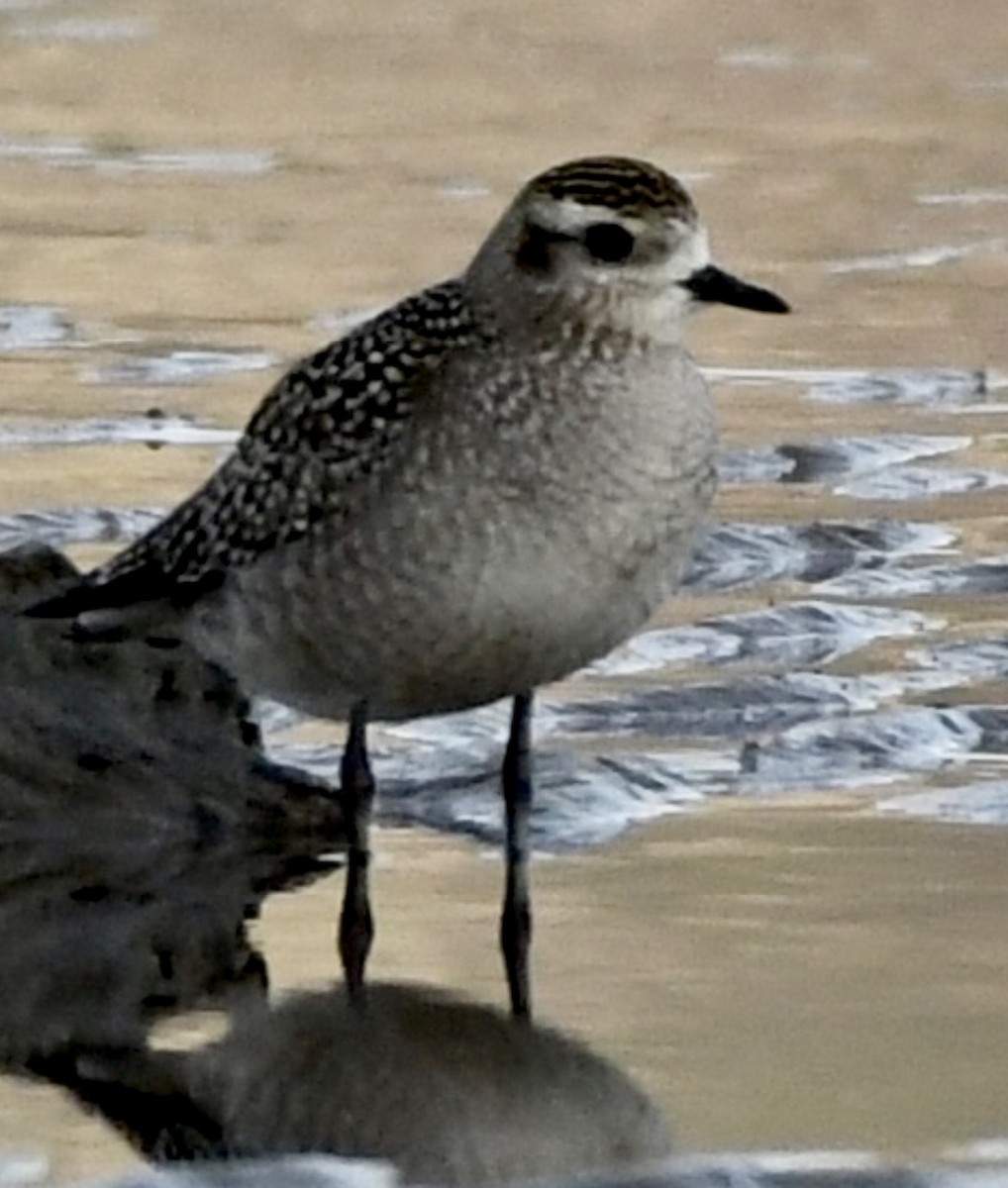 Chorlito Dorado Americano - ML278954081