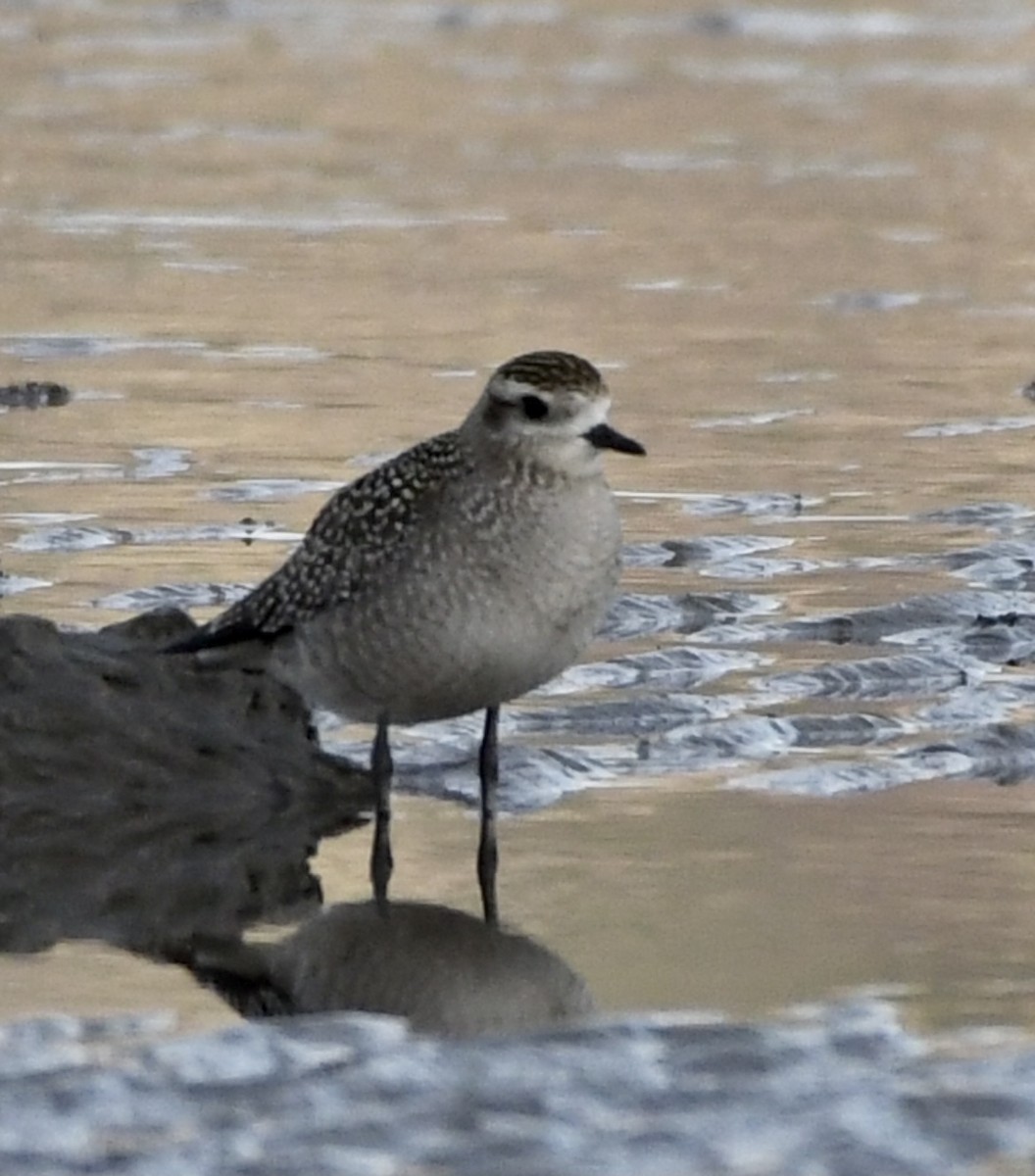 American Golden-Plover - Martin Bélanger