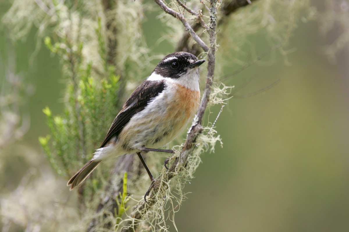 Reunion Stonechat - ML278954271