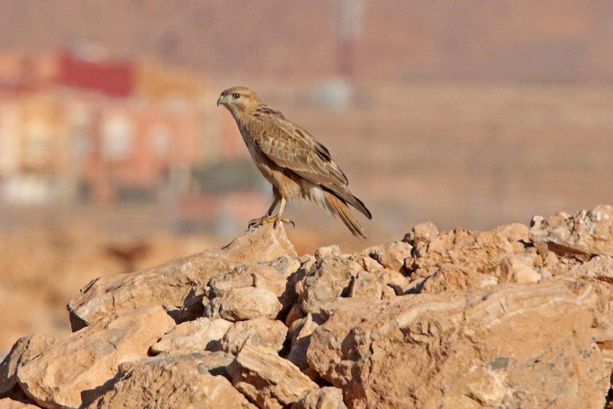 Long-legged Buzzard - ML278954571