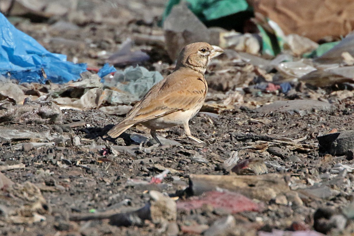 skřivan tlustozobý - ML278954641