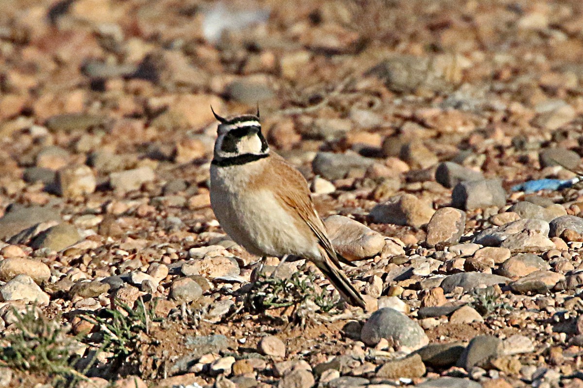 skřivan růžkatý - ML278954731