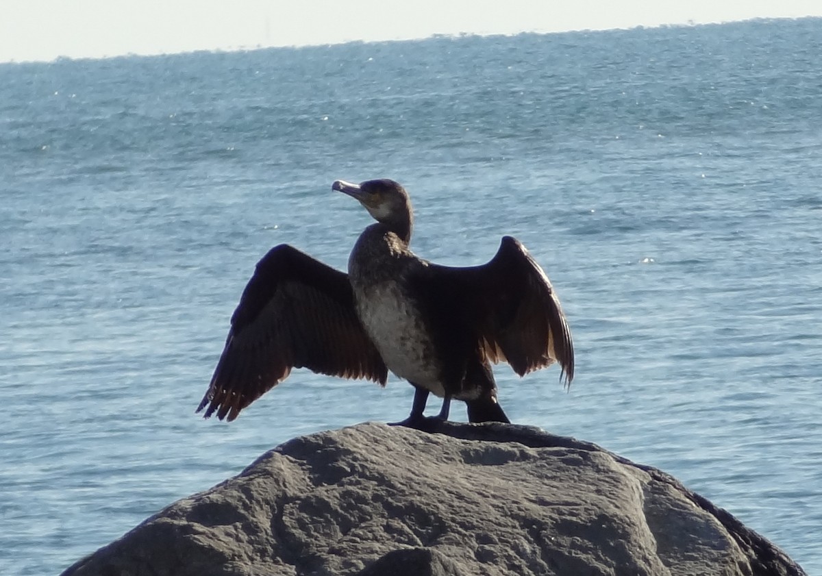 Great Cormorant - ML27895481