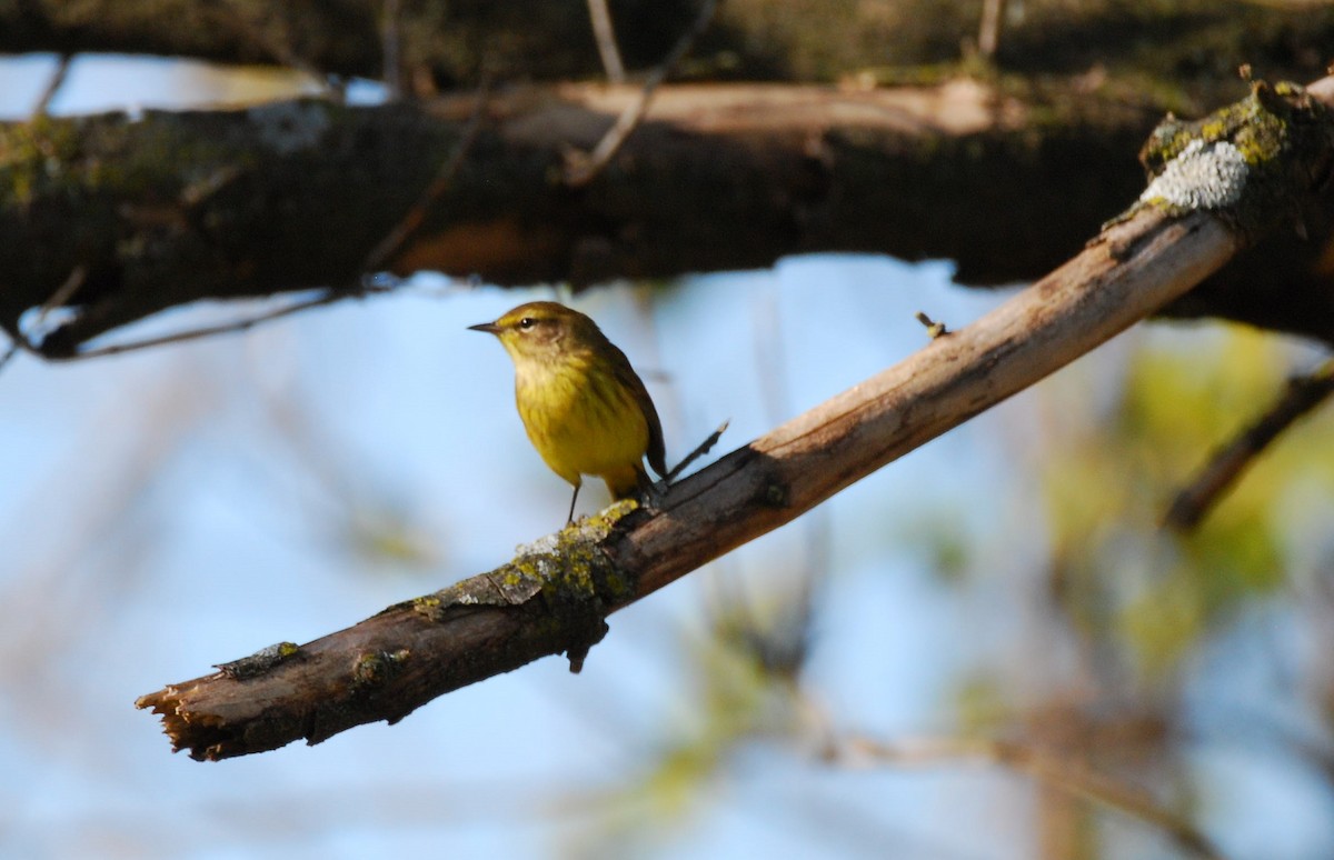 Palmiye Ötleğeni - ML278957801