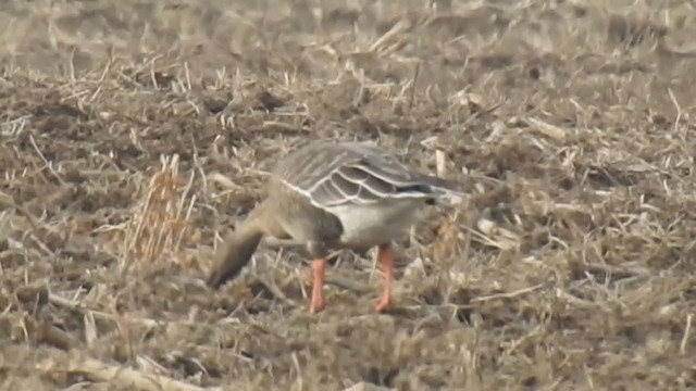 Tundra Bean-Goose - ML278958461