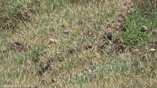 Greater Yellow-Finch - ML278958701