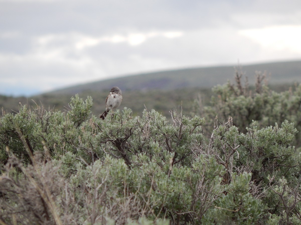 Sagebrush Sparrow - Austin Young