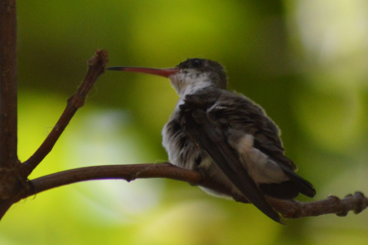 Green-fronted Hummingbird - ML27895941