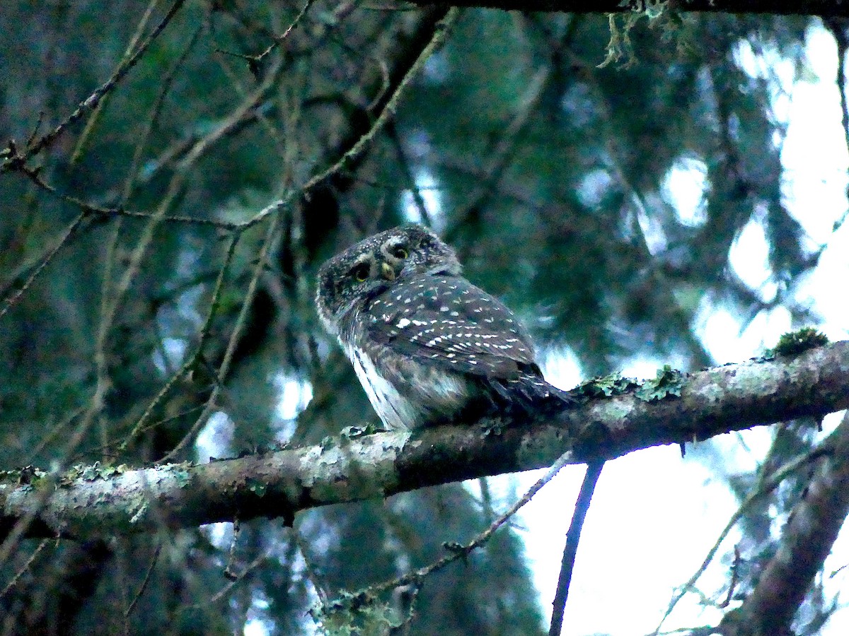 Eurasian Pygmy-Owl - ML278959871