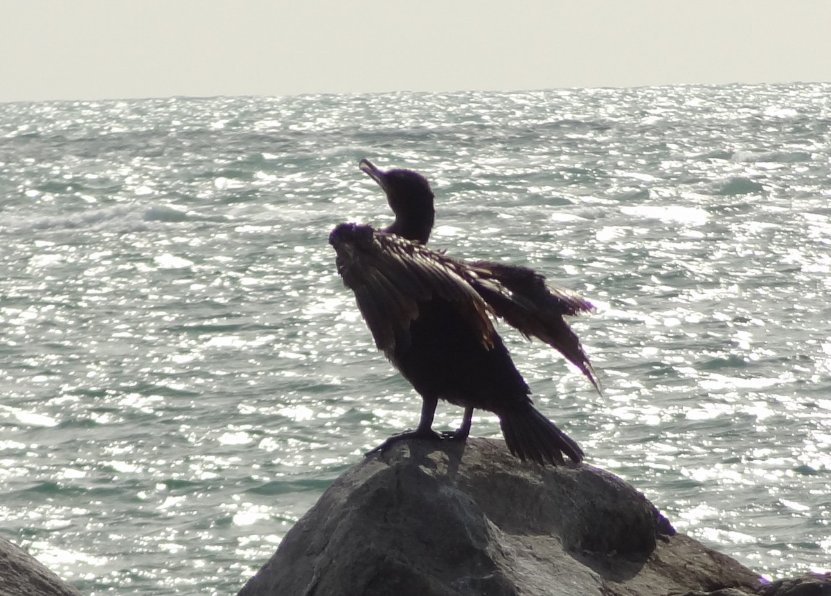 Great Cormorant - ML27896311