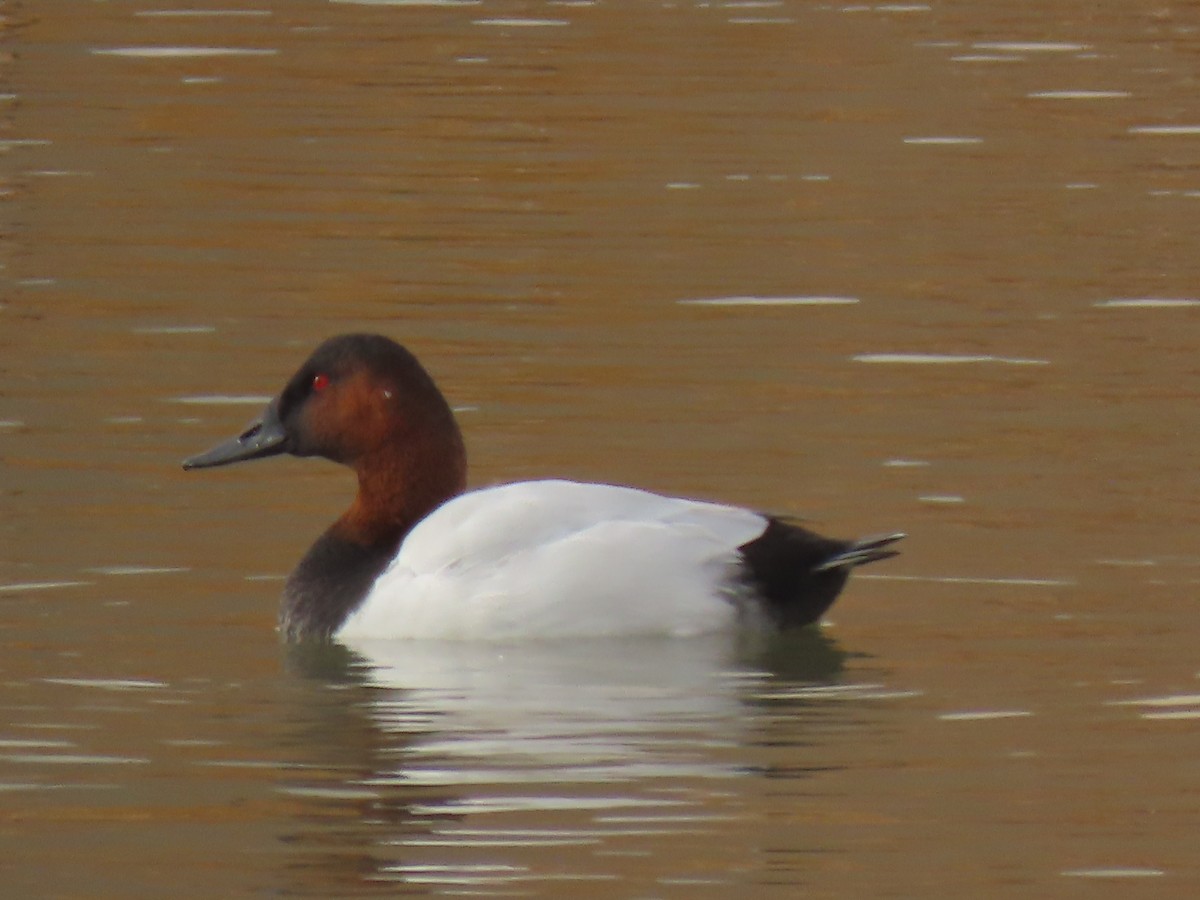 Canvasback - ML278963661