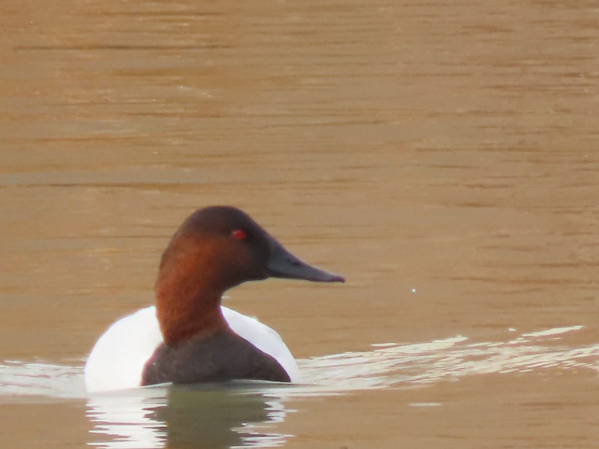 Canvasback - John O'Donnell