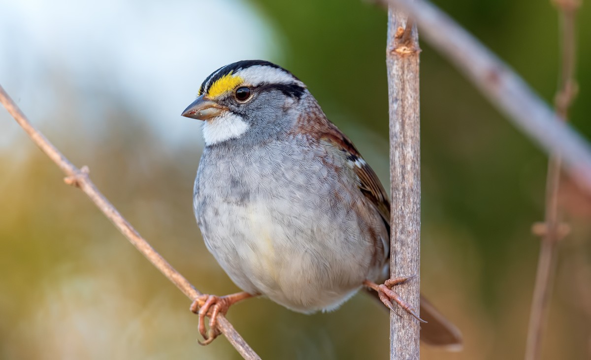 White-throated Sparrow - Shailesh Pinto