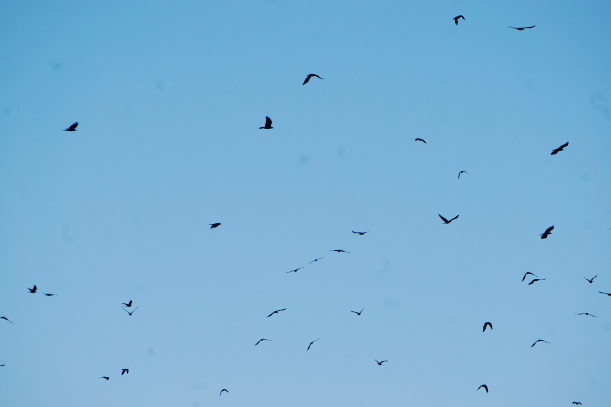 American Crow - ML278966591