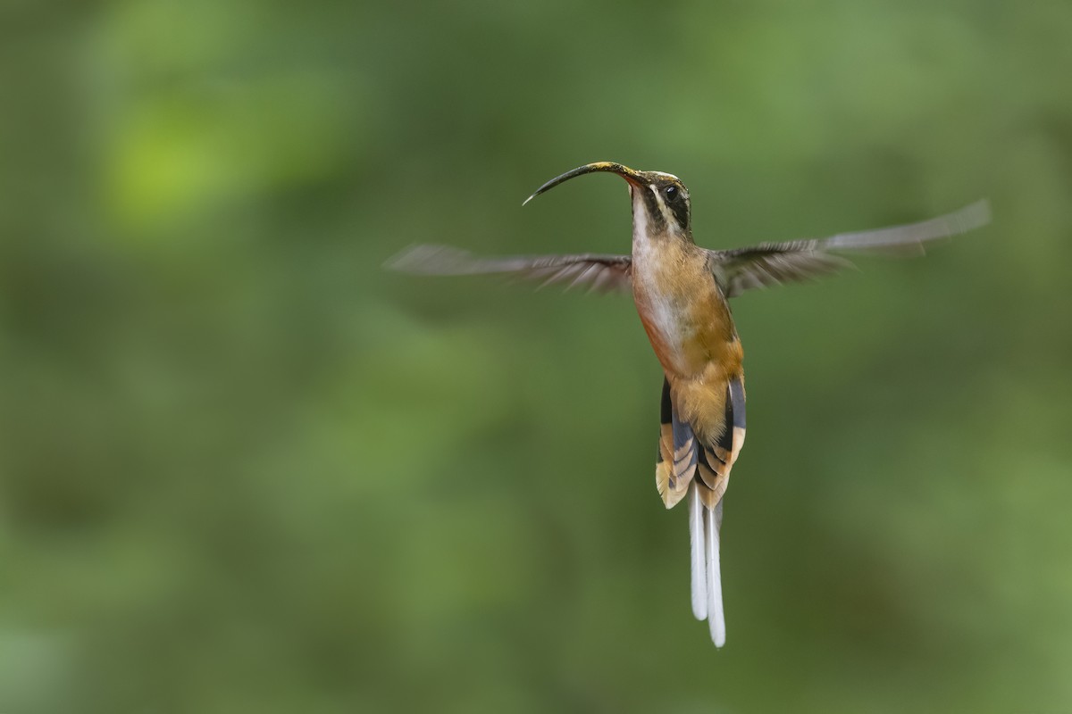 Tawny-bellied Hermit - ML278967951