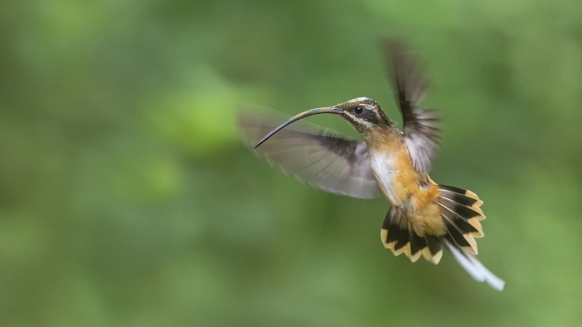 Tawny-bellied Hermit - ML278968001