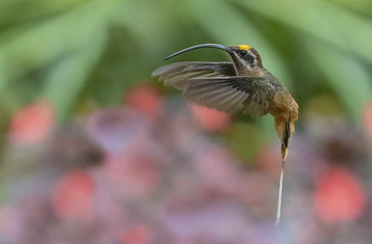 Tawny-bellied Hermit - ML278968221