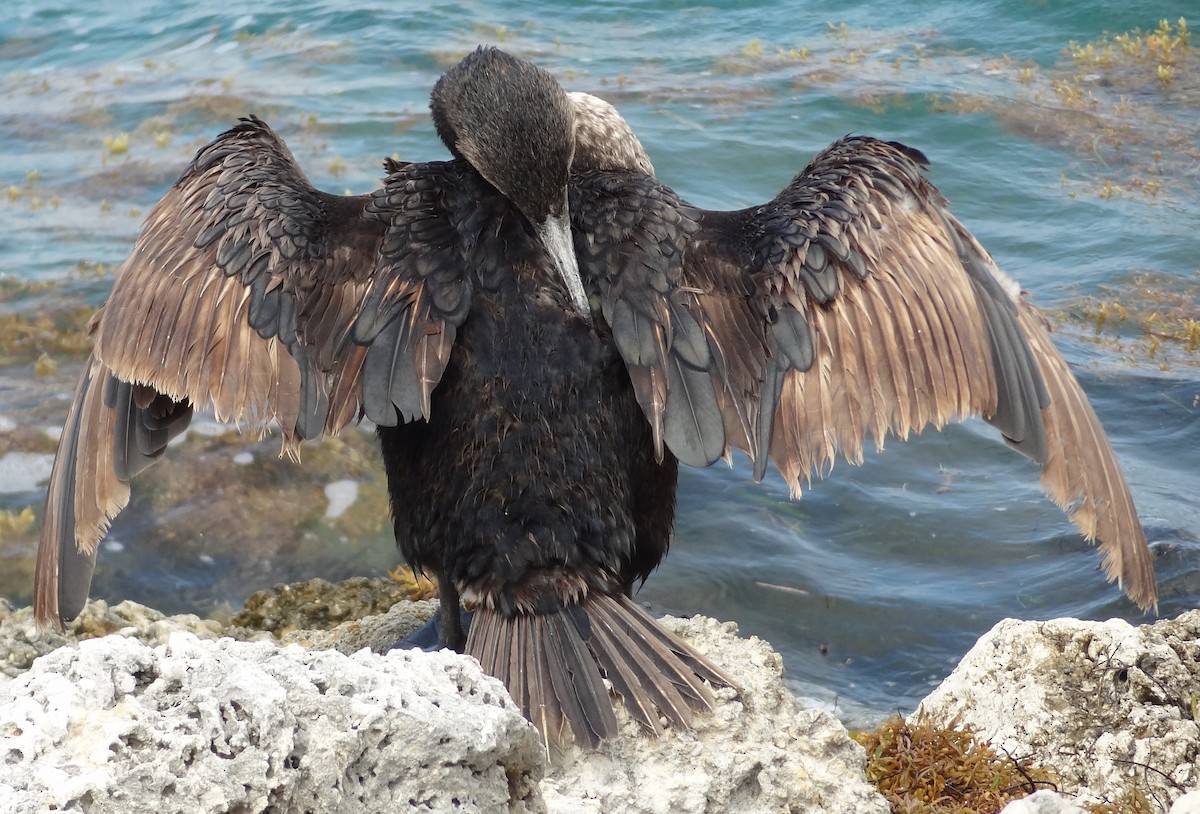 Great Cormorant - ML27896831