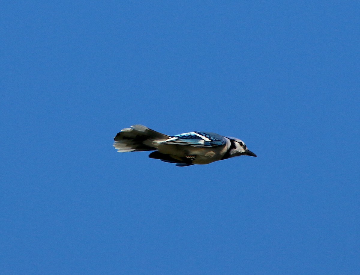 Blue Jay - ML278968901