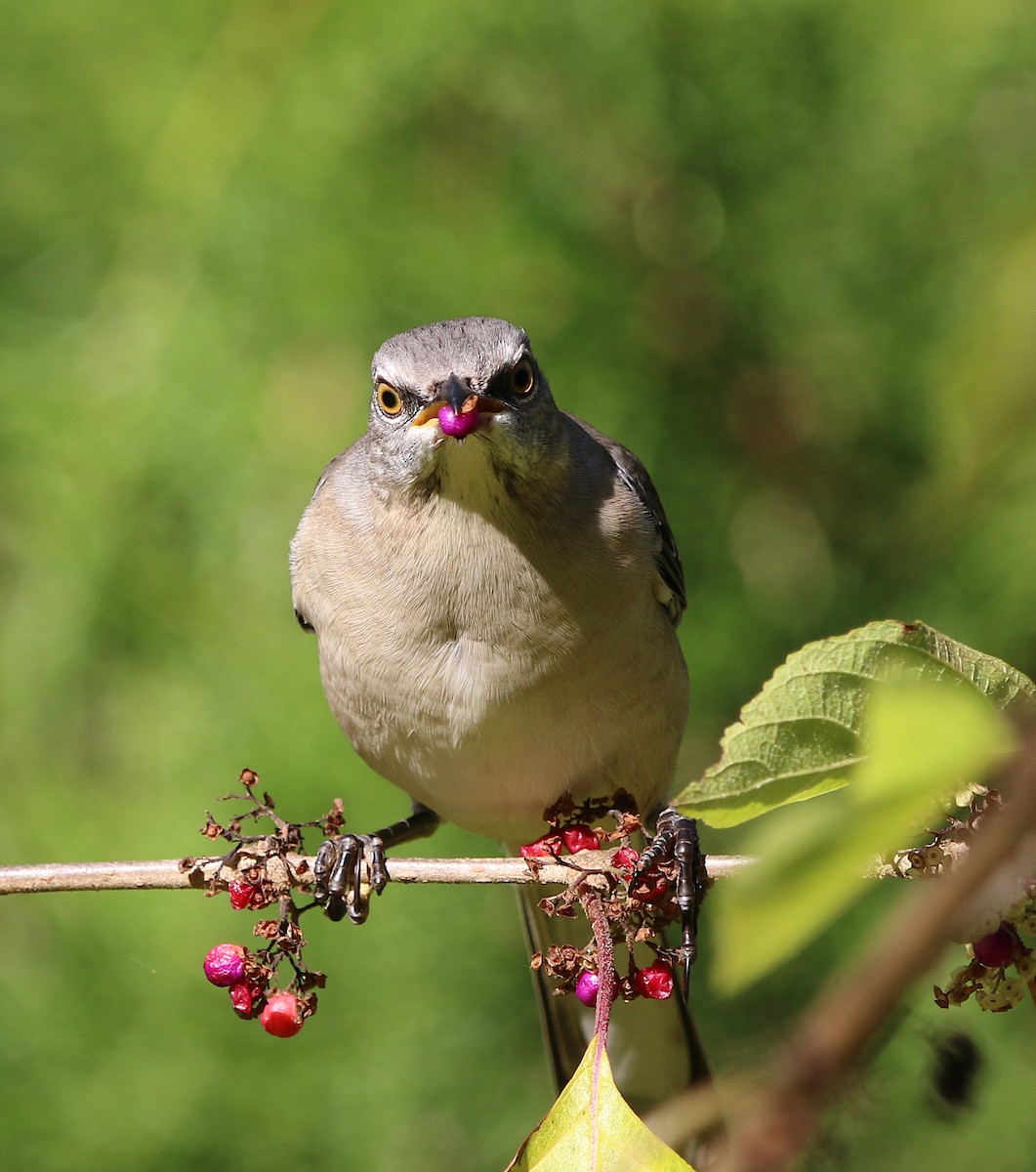 Northern Mockingbird - ML278969071