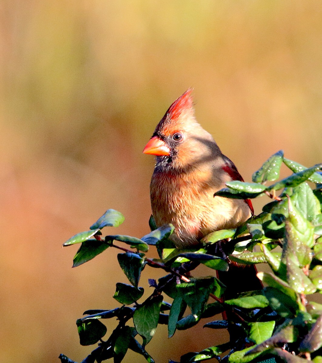 Northern Cardinal - ML278969281