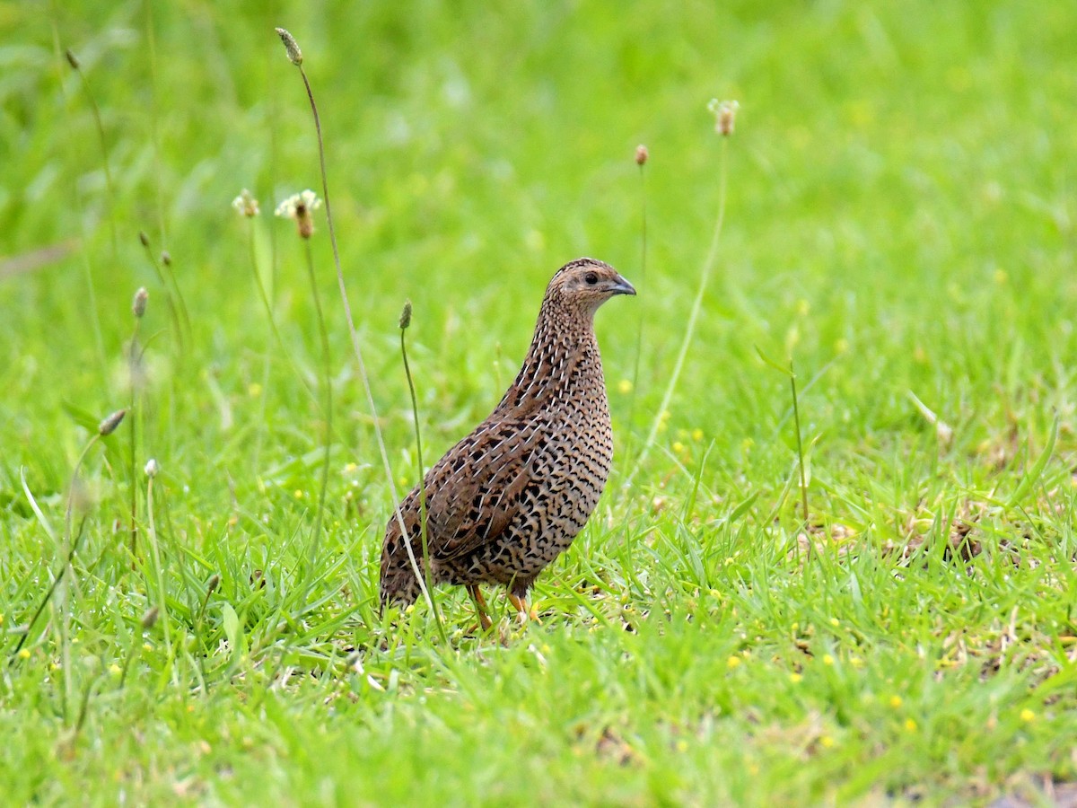Brown Quail - ML278969341