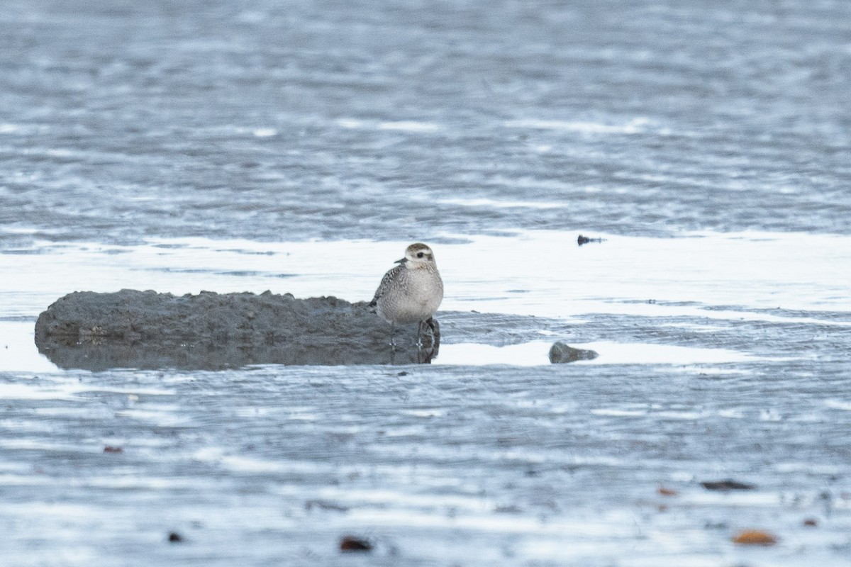 American Golden-Plover - Serg Tremblay